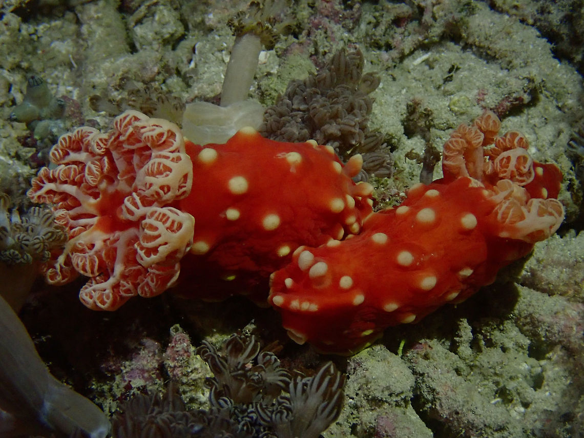 Strawberry Nudibranch This large size and brightly coloured Nudibranch is fondly called Strawberry Nudibranch - Gymnodoris aurita. Gymnodoris aurita,Indonesia,Komodo,Nudibranch,Strawberry Nudibranch