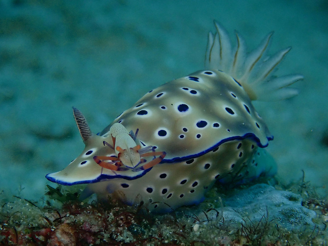 Thumbs-Up for Hitch-Hiker Nudibranch are known to be slow crawler and at times, they can be found hardly moving either resting stationery or when laying eggs. And sometimes, they collected hitch-hiker as in this pic, an Emperor Shrimp - Zenopontonia rex, previously known as Periclimenes imperator). Anilao,Batangas,Hypselodoris tryoni,Nudibranch,Philippines,Tyron Nudibranch