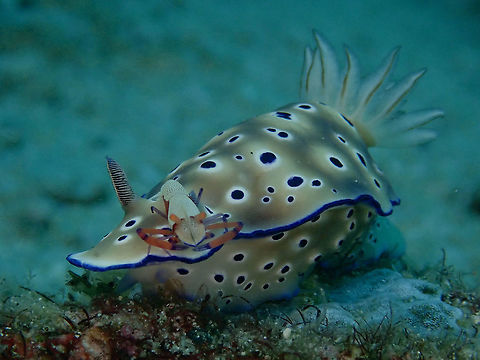 Thumbs-Up for Hitch-Hiker Nudibranch are known to be slow crawler and at times, they can be found hardly moving either resting stationery or when laying eggs. And sometimes, they collected hitch-hiker as in this pic, an Emperor Shrimp - Zenopontonia rex, previously known as Periclimenes imperator). Anilao,Batangas,Hypselodoris tryoni,Nudibranch,Philippines,Tyron Nudibranch