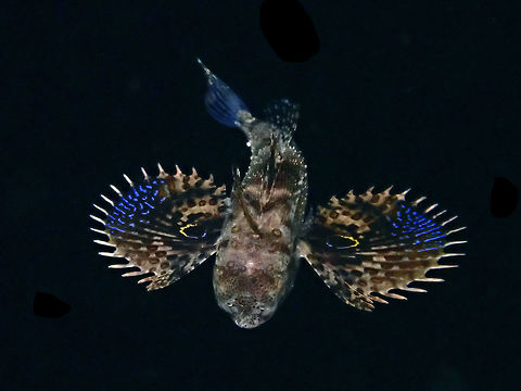 Spiky Wings Juvenile Oriental Flying Gurnard - Dactylopterus orientalis seen during a black water dive, with its pectoral fins all flared up, looking like wings.  Anilao,Batangas,Dactyloptena orientalis,Fish,Flying Gurnard,Oriental Flying Gurnard,Philippines
