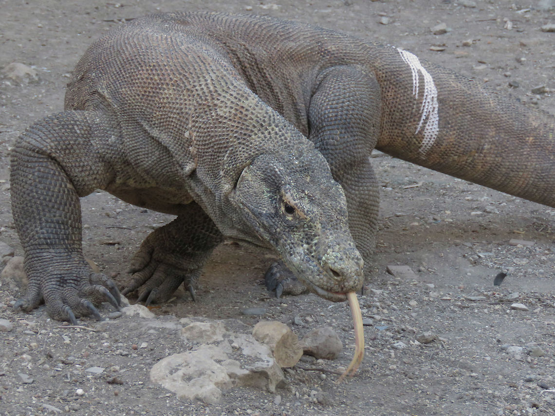 Smelling you  Dragon,Indonesia,Komodo Island,Komodo dragon,Lizard,Varanus komodoensis