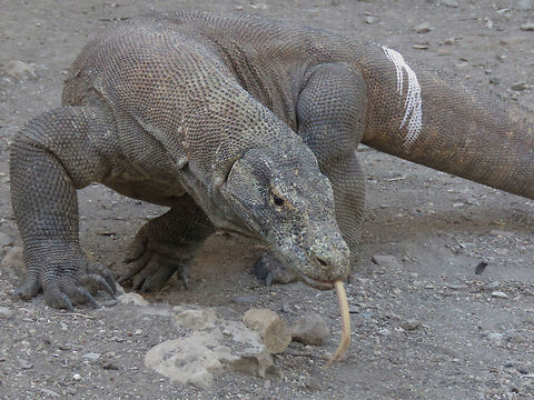 Smelling you  Dragon,Indonesia,Komodo Island,Komodo dragon,Lizard,Varanus komodoensis
