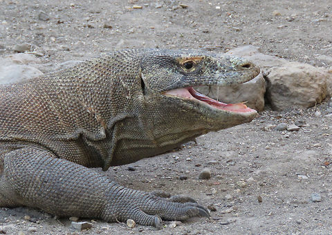 Tasty  Dragon,Indonesia,Komodo Island,Komodo dragon,Lizard,Varanus komodoensis