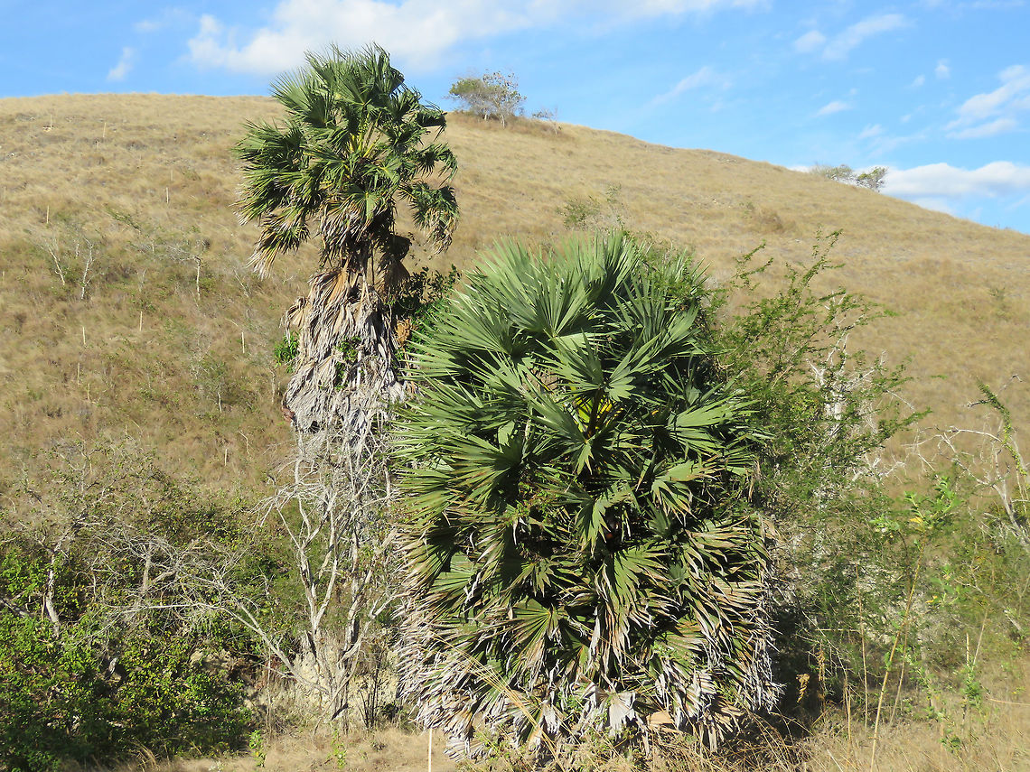 Doub Palm Komodo Island can be a very dry island and there are not many big trees on the island.<br />
Among the bigger trees that stands out on the dry island is this Doub Palm - Borassus flabellifer. Borassus flabellifer,Doub Palm,Indonesia,Komodo Island,Palm,Tree