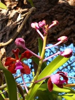 Perplex for 300 Years! Although commonly seen by thousands of tourist in the popular islands of Komodo and Rinca where tourists visited this islands to see its famous Komodo Dragon, this Orchid was only described scientifically as a new species in 2013!
The reason for this was this Orchid was mistakenly identified as Vanda furva, which was a known species for more than 300 years!
I am not certain, but suspect its name, perplexa probably refers to perplex, meaning baffled since this species was hidden by mistake! Flower,Indonesia,Komodo Island,Orchid,Plant,Vanda perplexa