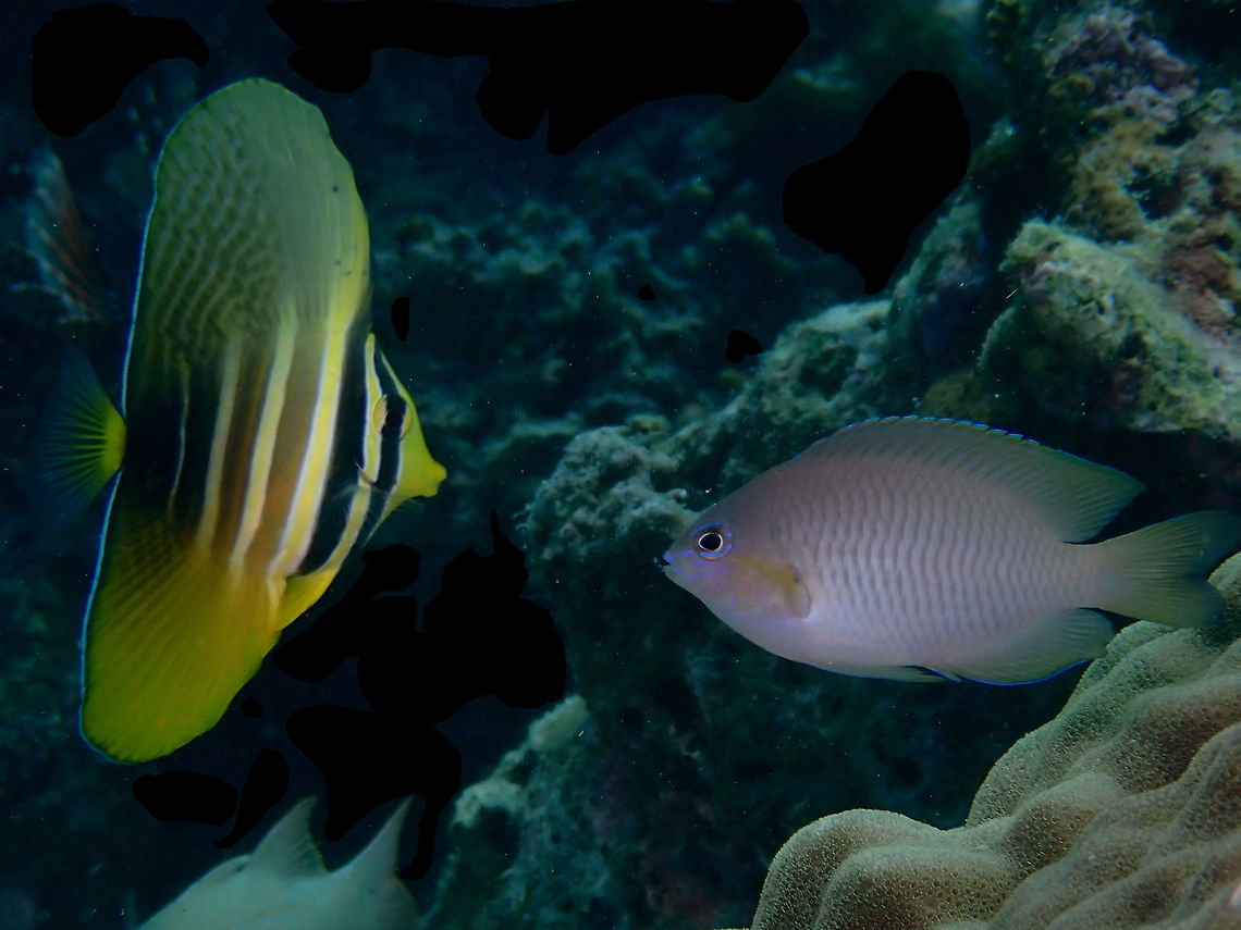 Fish Face Off Two juvenile fishes facing off.<br />
The one on the left is a Pacific Sailfish Tang - Zebrasoma veliferum<br />
<br />
Juveniles are yellowish with alternating dark and pal bars, tail translucent; greatly enlarged dorsal and anal fins yellow with line markings. Anilao,Batangas,Fish,Pacific Sailfish Tang,Sailfin Tang,Tang,Zebrasoma veliferum