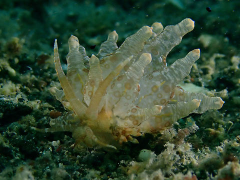 Nudibranch - Eubranchus ocellatus  Anilao,Batangas,Eubranchus ocellatus,Nudibranch,Philippines