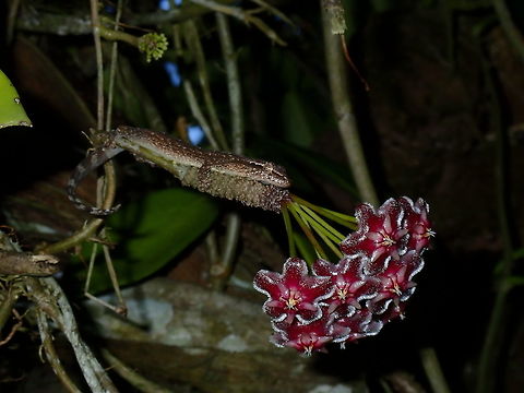 Guardian of Hoya This Hoya pubicalyx was seen at the Garden of the Resort I was staying at.
It is an introduced plant/flower to the Garden and apparently, Hoya pubicalyx originates from Philippines, so it is interesting for me to see it here as I have yet to see them in Philippines.

In the garden, there are also a lot of Indo-Pacific Gecko, and this one seems to hang on/around this bunch of flowers all the time, and in the morning, it will even sips water from the flowers. Flower,French Polynesia,Hoya,Hoya pubicalyx,Tahiti