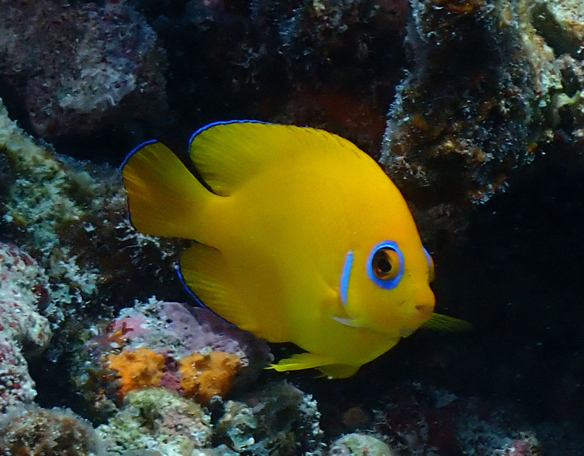 Lemonpeel Angelfish - Centropyge flavissima This Lemonpeel Angelfish is fully yellow in colour with markings of b blue around its eyes and cheek and edges of its fins and tails.<br />
<br />
They are found mostly in the shallow reefs, and quite common or in abundance.  However, they are very shy and difficult to get close to as once they sees you, will swim to hide in crevices and between gaps of hard corals.  Can be very frustrating to take pictures of them. Angelfish,Centropyge flavissima,Fish,French Polynesia,Lemonpeel Angelfish,Tahiti