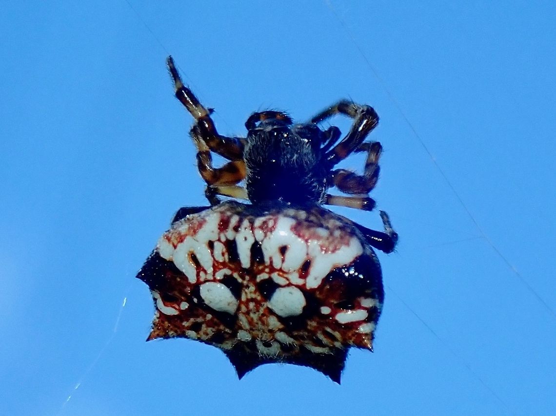 Orb-Weaver Spider - Thelacantha brevispina Small sized Spider of less than 1 cm in size, this Thelacantha brevispina Spider seems to be fairly common and widely distributed from Madagascar to Australia and most part of Asia. Not sure if its &#039;local&#039; to Tahiti or introdued.<br />
<br />
There is only one single species placed under the genus Thelacantha. French Polynesia,Orb-Weaver Spider,Spider,Tahiti,Thelacantha,Thelacantha brevispina