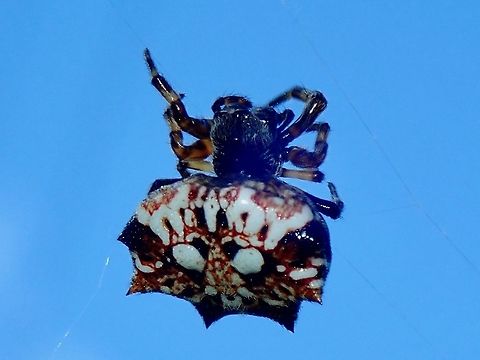 Orb-Weaver Spider - Thelacantha brevispina Small sized Spider of less than 1 cm in size, this Thelacantha brevispina Spider seems to be fairly common and widely distributed from Madagascar to Australia and most part of Asia. Not sure if its 'local' to Tahiti or introdued.

There is only one single species placed under the genus Thelacantha. French Polynesia,Orb-Weaver Spider,Spider,Tahiti,Thelacantha,Thelacantha brevispina