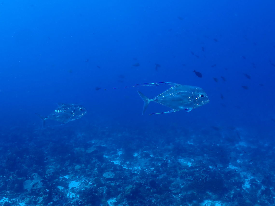 African Pompano - Alectis ciliaris This African Pompano - Alectis ciliaris can be reliably seen at certain dive sites at Rangiroa, French Polynesia.<br />
However, they are rather shy and difficult to get close to. African Pompano,Alectis ciliaris,Fish,French Polynesia,Pompano,Rangiroa,Tahiti