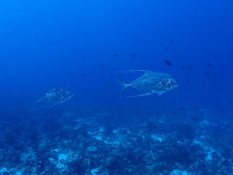 African Pompano - Alectis ciliaris This African Pompano - Alectis ciliaris can be reliably seen at certain dive sites at Rangiroa, French Polynesia.
However, they are rather shy and difficult to get close to. African Pompano,Alectis ciliaris,Fish,French Polynesia,Pompano,Rangiroa,Tahiti