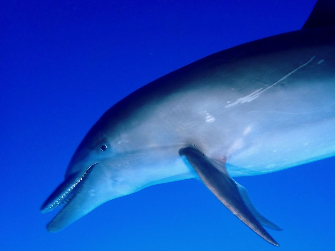 Friendly Dolphin There are around 15 resident Common Bottlenose Dolphin in the general area of Rangiroa we were diving.  They are one of the friendliest I have come across, but specifically to the Dive guide we were diving with.<br />
<br />
On one dive, we were just hanging out in the water column, waiting, waiting and waiting for around 10 minutes, and then 3 Dolphins showed up and played with our Dive guide.  They also allow us to play with them.  But most of the time, they prefers to get the attention of our Dive guide.  On another dive, only one Dolphin showed up and stayed with us for more than 30 minutes, mean time, more and more divers showed up, there were more than 50 divers around us at one time.  But each time the Dolphin goes up to the surface for air, she will swim back directly to our Dive guide.  There were times she will pass by many divers coming down from the surface, but does not stop or hover to play with the other divers and will continue to seek out our Dive guide.  It was simply magical how this particular Dolphin has this connection with our guide. Bottlenose Dolphin,Common Bottlenose Dolphin,Dolphin,French Polynesia,Rangiroa,Tursiops,Tursiops truncatus