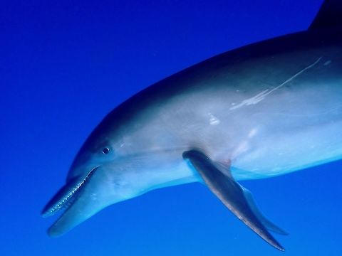 Friendly Dolphin There are around 15 resident Common Bottlenose Dolphin in the general area of Rangiroa we were diving.  They are one of the friendliest I have come across, but specifically to the Dive guide we were diving with.

On one dive, we were just hanging out in the water column, waiting, waiting and waiting for around 10 minutes, and then 3 Dolphins showed up and played with our Dive guide.  They also allow us to play with them.  But most of the time, they prefers to get the attention of our Dive guide.  On another dive, only one Dolphin showed up and stayed with us for more than 30 minutes, mean time, more and more divers showed up, there were more than 50 divers around us at one time.  But each time the Dolphin goes up to the surface for air, she will swim back directly to our Dive guide.  There were times she will pass by many divers coming down from the surface, but does not stop or hover to play with the other divers and will continue to seek out our Dive guide.  It was simply magical how this particular Dolphin has this connection with our guide. Bottlenose Dolphin,Common Bottlenose Dolphin,Dolphin,French Polynesia,Rangiroa,Tursiops,Tursiops truncatus