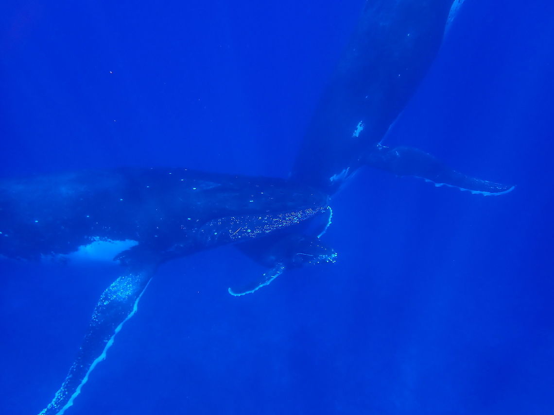 Mother, Calf & Escort Every year, hundreds if not thousands of Humpback Whales (Southern Hemisphere population) migrate from Antartica to the tropical waters such as Tonga, Niue, Australia, South Africa and as in this post, in French Polynesia to give birth to their babies during the months of July/August.  They will then stay around the warm waters for a few months to allow their calfs to grow bigger/stronger, before making their journey back to Antartica.  During this period, the adults does not feed/hunt, while at the same time the Mother Whales are still able to breastfeed their calf.<br />
<br />
In water interactions are usually not allowed in most countries, but in Tonga, Niue and French Polynesia, it is still allowed but just swimming/snorkelling and no free diving or scuba diving.<br />
<br />
Up close encounters in the water with the Whales are simply amazing and the sounds they make can be very loud and mesmerising!<br />
<br />
 French Polynesia,Humpback Whale,Megaptera novaeangliae,Rurutu,Whale