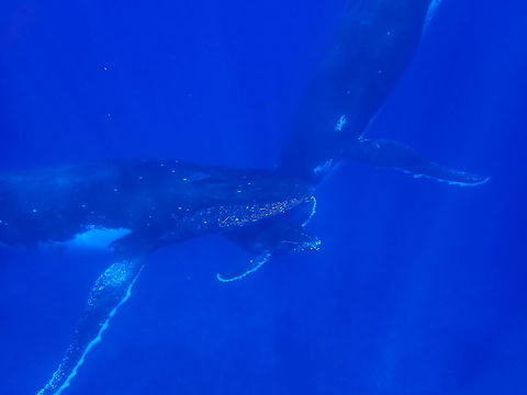 Mother, Calf & Escort Every year, hundreds if not thousands of Humpback Whales (Southern Hemisphere population) migrate from Antartica to the tropical waters such as Tonga, Niue, Australia, South Africa and as in this post, in French Polynesia to give birth to their babies during the months of July/August.  They will then stay around the warm waters for a few months to allow their calfs to grow bigger/stronger, before making their journey back to Antartica.  During this period, the adults does not feed/hunt, while at the same time the Mother Whales are still able to breastfeed their calf.

In water interactions are usually not allowed in most countries, but in Tonga, Niue and French Polynesia, it is still allowed but just swimming/snorkelling and no free diving or scuba diving.

Up close encounters in the water with the Whales are simply amazing and the sounds they make can be very loud and mesmerising!

 French Polynesia,Humpback Whale,Megaptera novaeangliae,Rurutu,Whale