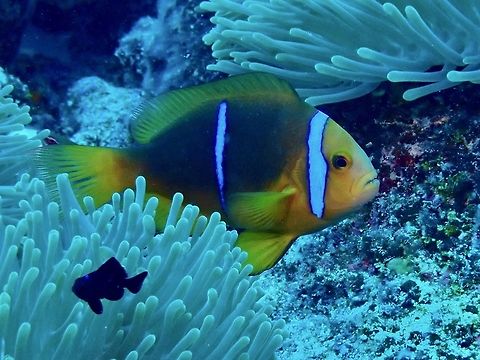 Orange-Fin Anemonefish - Amphiprion chrysopterus  Amphiprion chrysopterus,Anemonefish,Fish,French Polynesia,Nemo,Orange-Fin anemonefish