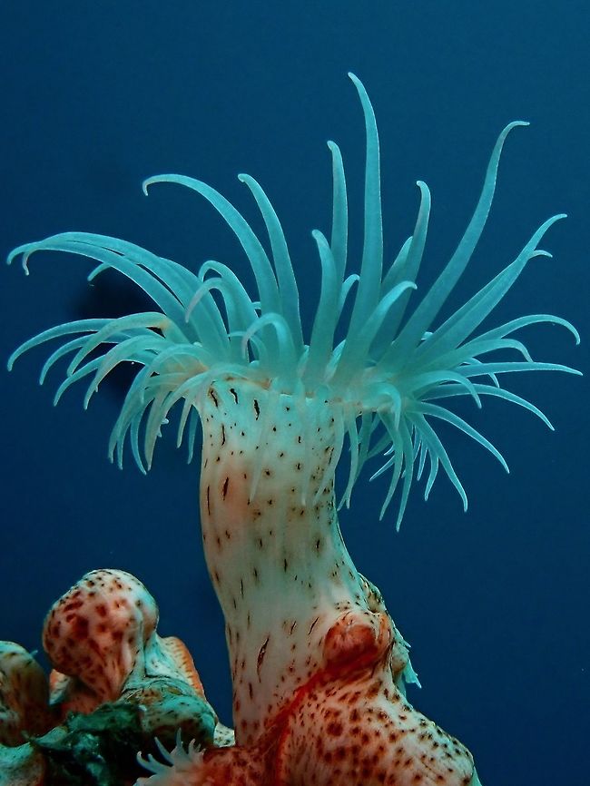Gorgonian Wrapper - Nemanthus nitidus  Anemone,Anilao,Batangas,Colonial Anemone,Gorgonian Wrapper,Nemanthus nitidus,Philippines
