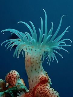 Gorgonian Wrapper - Nemanthus nitidus  Anemone,Anilao,Batangas,Colonial Anemone,Gorgonian Wrapper,Nemanthus nitidus,Philippines