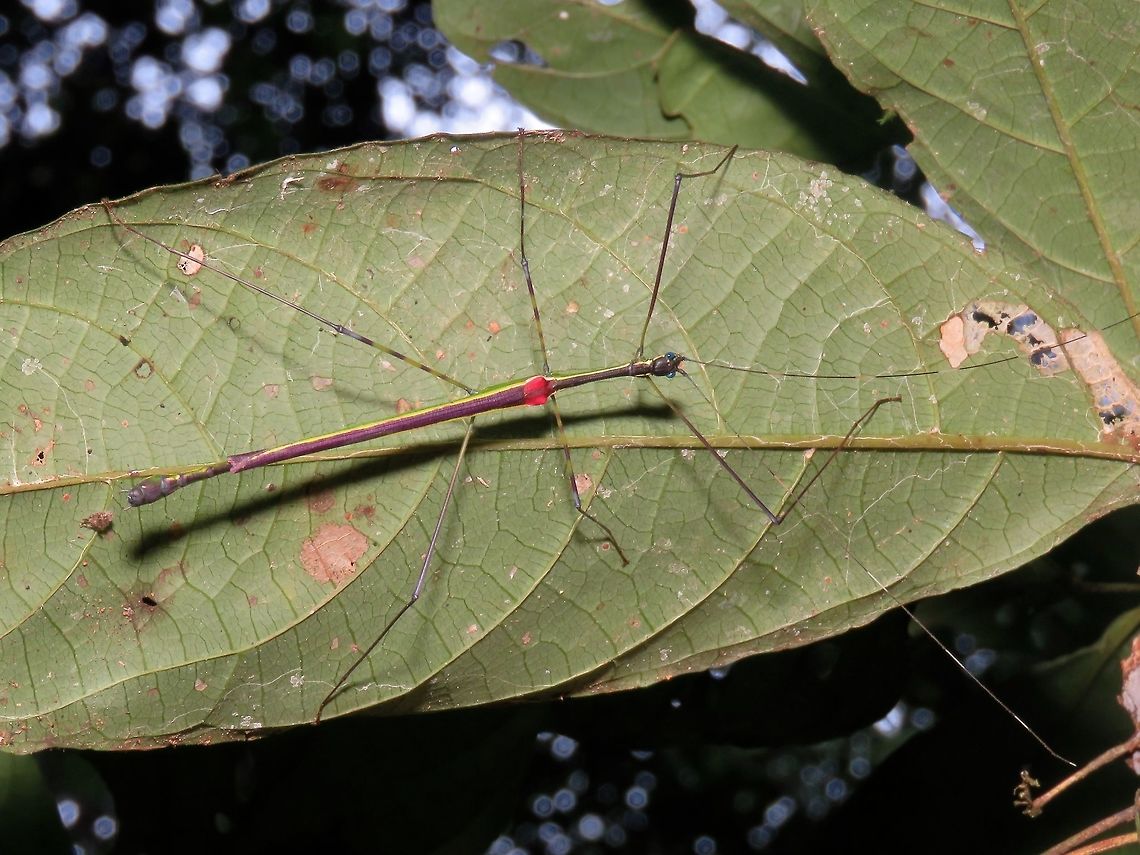 Stick Insect, Phasmid - Orthonecroscia keatsooni Male Phasmid of the species Orthonecroscia keatsooni.<br />
A personal favourite, for obvious reason :D Borneo,Malaysia,Orthonecroscia keatsooni,Phasmid,Stick Insect