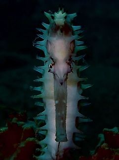 Thorny Seahorse - Hippocampus histrix  Anilao,Batangas,Fish,Hippocampus histrix,Seahorse,Spiny seahorse,Thorny Seahorse