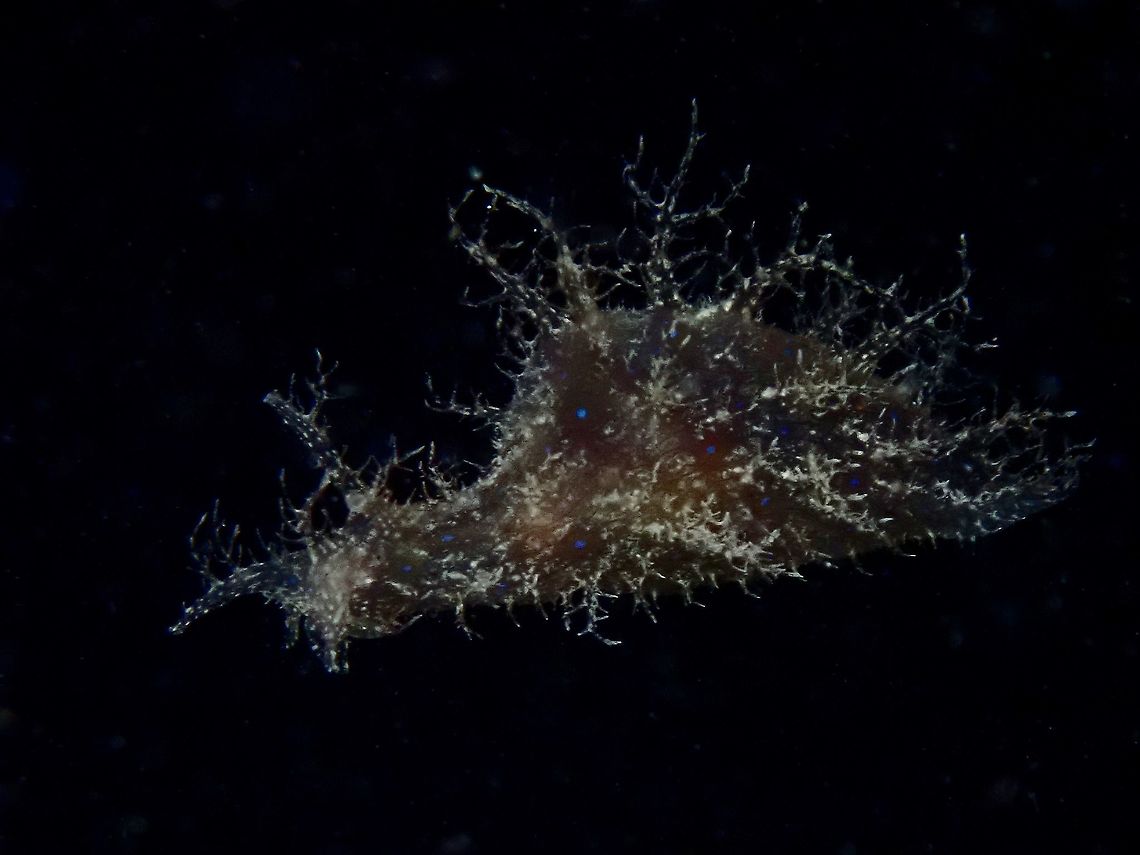 Hairy Seahare - Bursatella ocelligera Seen during night dive, this Seahare - Bursatella ocelligera has hairs like appendages all over which gives its name; Hairy Seahare.  Grey to dark brown in colour with spots of blue. Anilao,Batangas,Bursatella ocelligera,Hairy Seahare,Philippines,Seahare