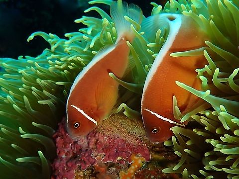 Looking after next generation Like all Anemonefishes/Clownfishes, this pair of Pink Anemonefishes - Amphiprion perideraion, were looking after their babies. They will swim to the cluster of eggs laid/deposited/glued on a rock or rubbles placed next to their Anemone host, using their mouth or pectoral fins, to aerate their eggs or clean it of debris/sands. Amphiprion perideraion,Anemonefish,Anilao,Batangas,Clownfish,Fish,Nosestripe anemonefish,Philippines