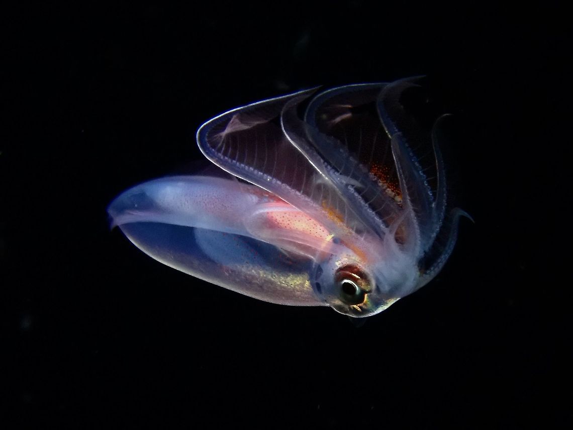 Diamond Squid - Thysanoteuthis rhombus This is a juvenile Diamond Squid - Thysanoteuthis rhombus as it is just around 8-10 cm in size.  Adults can grow up to 1 meter in length and weighs up to 30 kg!<br />
<br />
Seen on a black water dive at night over deep water, possibly up to 200 meters depth. These creatures are known to inhabit the deeper waters and goes shallower at night to hunt/feed. Anilao,Batangas,Diamond Squid,Philippines,Squid,Thysanoteuthis rhombus