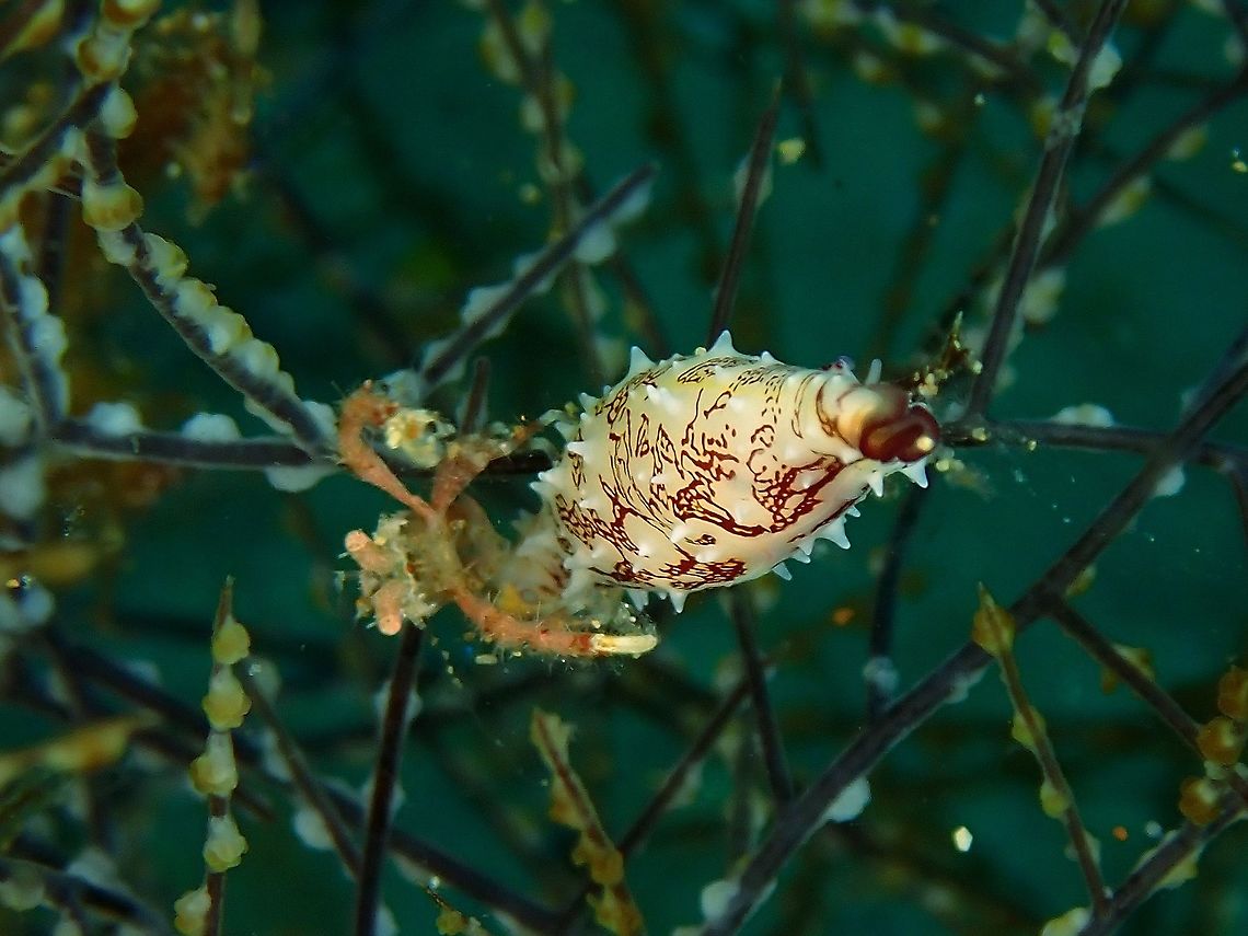 Spindle Cowrie - Phenacovolva poppei Called a Spindle for its slender shape, this Cowries are around 3-4 cm in length and less then 1 cm in width.  When not touched, the shell is covered in mantel lobes that has papillae.  When touched, the mantel will be withdrawn into their shells to show the smooth shell. <br />
<br />
In this picture, a small sized Lobster crab sits on the Cowrie and was seen feeding. Anilao,Batangas,Cowrie,Phenacovolva poppei,Philippines,Spindle Cowrie