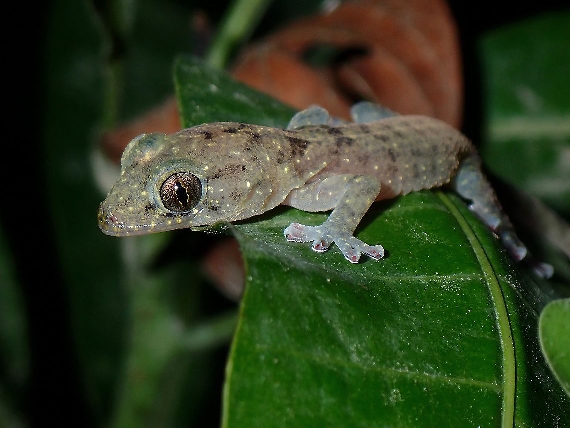 Pink Pinkies Gekko kikuchii - was a surprise find as I had initially thought its the more common house Gecko.<br />
<br />
In the Philippines, this Gecko is known as Mindoro Narrow-Disked Gecko - Gekko mindorensis, supposedly a common species with wide range of distribution.<br />
<br />
However, a recent study in 2014 using DNA believes both Gekko mindorensis and Gekko kikuchii are of the same species.<br />
<br />
Gekko kikuchii is known from Orchid Island, Taiwan and thought to be endemic there.<br />
<br />
As such, Gekko mindorensis (1919) is likely a junior synonym Gekko kikuchii (1912) Botel Gecko,Gecko,Gekko kikuchii,Luzon,Narrow-Disked Gecko,Nueva Ecija,Philippines