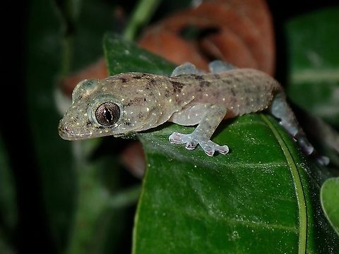 Pink Pinkies Gekko kikuchii - was a surprise find as I had initially thought its the more common house Gecko.

In the Philippines, this Gecko is known as Mindoro Narrow-Disked Gecko - Gekko mindorensis, supposedly a common species with wide range of distribution.

However, a recent study in 2014 using DNA believes both Gekko mindorensis and Gekko kikuchii are of the same species.

Gekko kikuchii is known from Orchid Island, Taiwan and thought to be endemic there.

As such, Gekko mindorensis (1919) is likely a junior synonym Gekko kikuchii (1912) Botel Gecko,Gecko,Gekko kikuchii,Luzon,Narrow-Disked Gecko,Nueva Ecija,Philippines