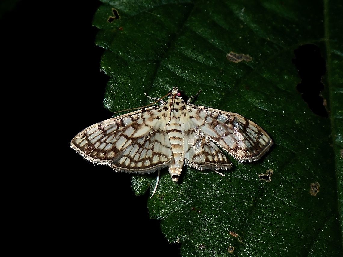 Crambid Moth - Haritalodes derogata  Cotton Leaf Roller,Haritalodes derogata,Moth,Nueva Ecija,Philippines
