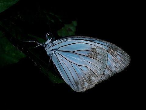 Butterfly Pareronia boebera  Butterfly,Luzon,Nueva Ecija,Pareronia  boebera,Pareronia boebera,Philippines