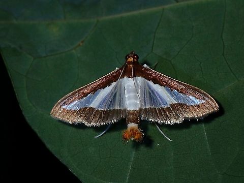 Crambid Moth - Diaphania indica This small Moth was seen during a night walk, it was putting out its hair-pencils which it uses to send out pheromones to attracts mates. Cucumber moth,Diaphania indica,Luzon,Moth,Nueva Ecija,Philippines