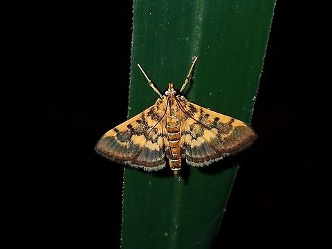 Crambid Moth - Omiodes diemenalis  Luzon,Moth,Nueva Ecija,Omiodes diemenalis,Philippines