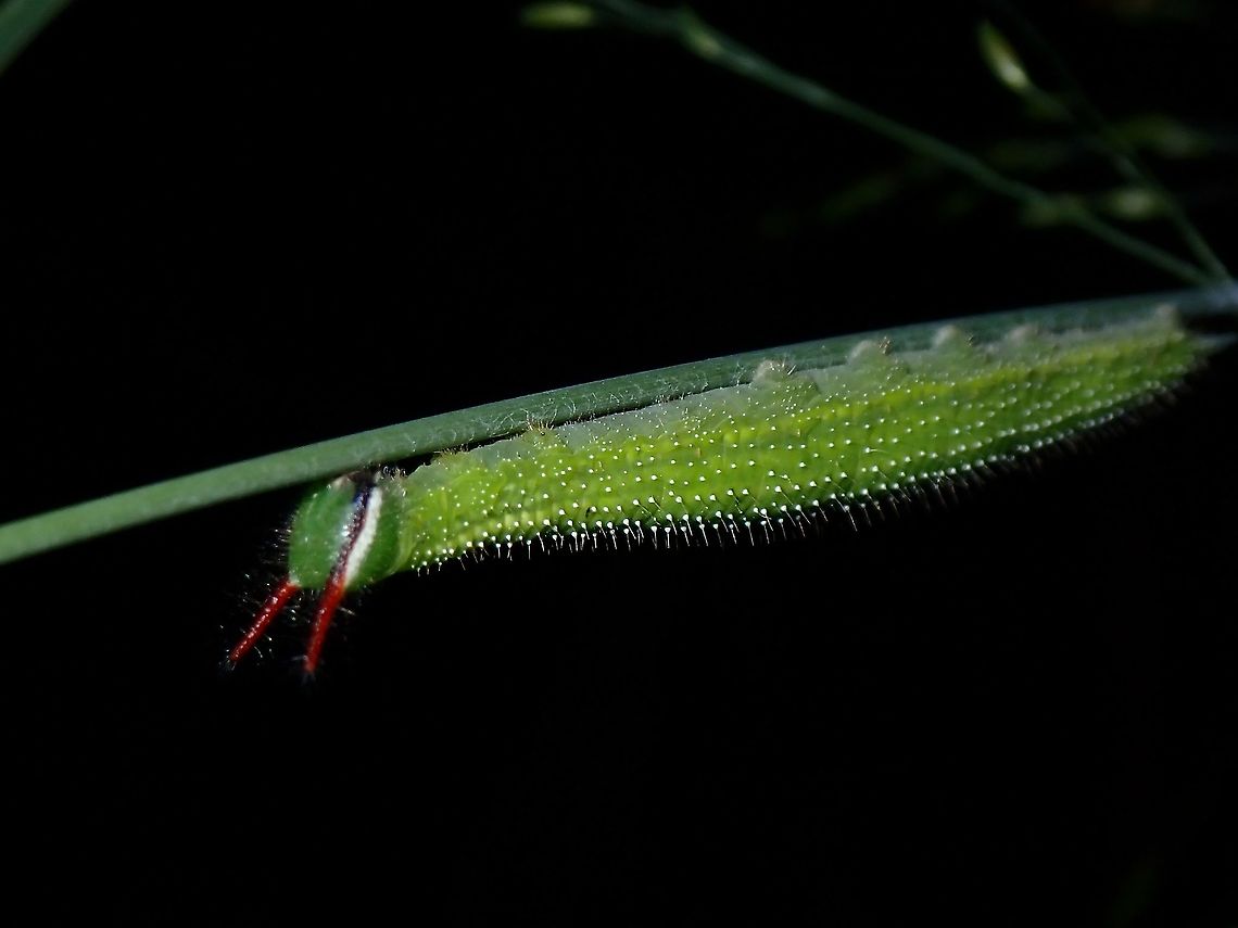 Caterpillar of Melanitis cf leda Not definitely sure, but possibly the caterpillar of Melanitis leda Caterpillar,Common evening brown,Luzon,Melanitis leda,Nueva Ecija,Philippines