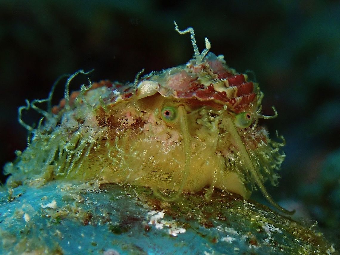 Gorgeous Eyes This Abalone has very gorgeous eyes.<br />
Was told it could be Haliotis asinina but not definitely sure, at least Haliotis sp. Abalone,Anilao,Batangas,Haliotis,Haliotis sp,Philippines