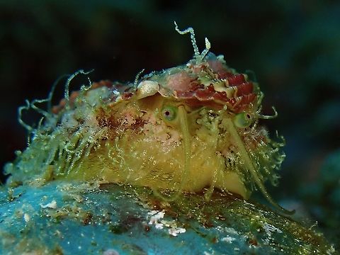 Gorgeous Eyes This Abalone has very gorgeous eyes.
Was told it could be Haliotis asinina but not definitely sure, at least Haliotis sp. Abalone,Anilao,Batangas,Haliotis,Haliotis sp,Philippines