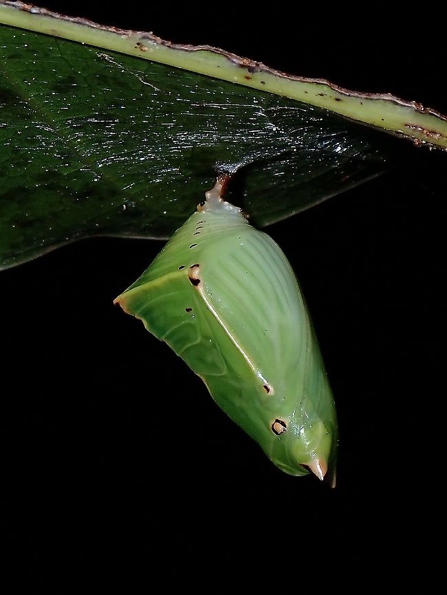 Chrysalis of Euthalia aconthea I was told this Chrysalis is an excellent match to Euthalia aconthea - Common Baron. Butterfly,Chrysallis,Common Baron,Coron,Euthalia aconthea,Palawan,Philippines