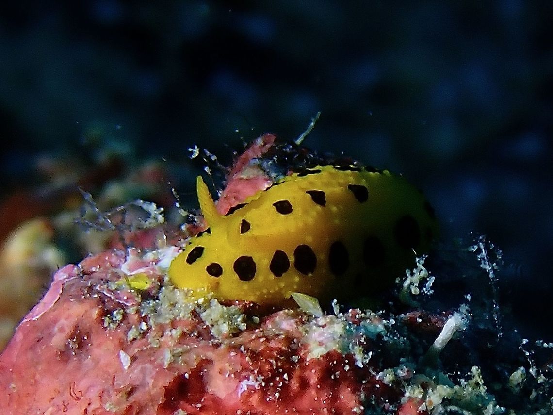 Polka Dot Phyllidia - Phyllidia polkadotsa A Nudibranch aptly named after the black polkadot markings on its body. Anilao,Batangas,Nudibranch,Philippines,Phyllidia polkadotsa,Polka Dot Phyllidia