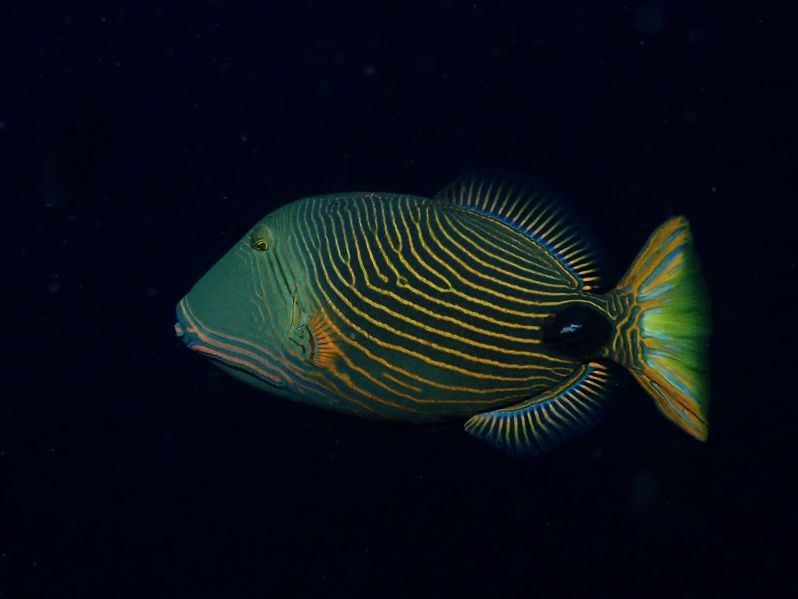 Orange-Lined Triggerfish - Balistapus undulatus  Anilao,Balistapus undulatus,Batangas,Fish,Orange-lined triggerfish,Philippines,Triggerfish