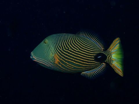 Orange-Lined Triggerfish - Balistapus undulatus  Anilao,Balistapus undulatus,Batangas,Fish,Orange-lined triggerfish,Philippines,Triggerfish