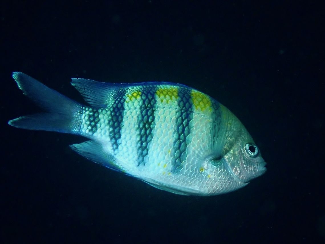Indo-Pacific Sergeant - Abudefduf vaigiensis  Abudefduf vaigiensis,Anilao,Batangas,Fish,Indo-Pacific sergeant,Philippines,Sergeant Fish