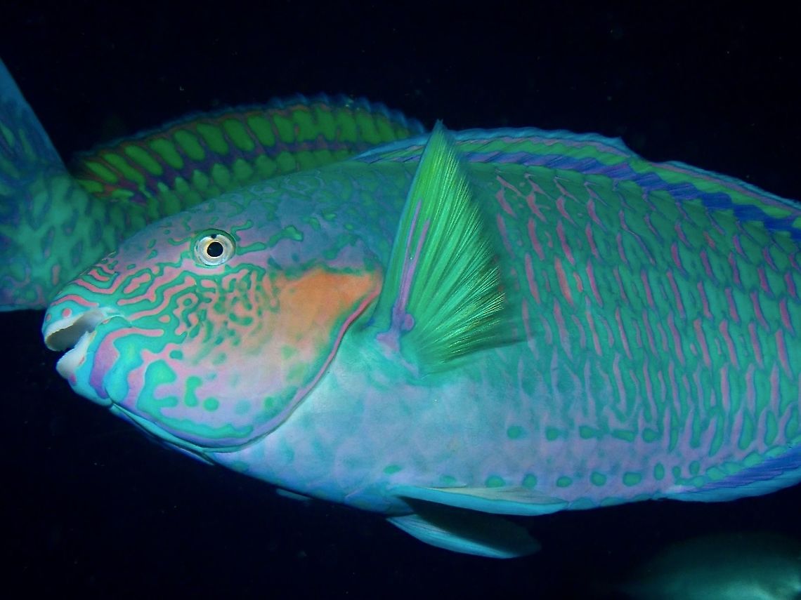 Surf Parrotfish - Scarus rivulatus  Anilao,Batangas,Fish,Parrotfish,Philippines,Rivulated parrotfish,Scarus rivulatus