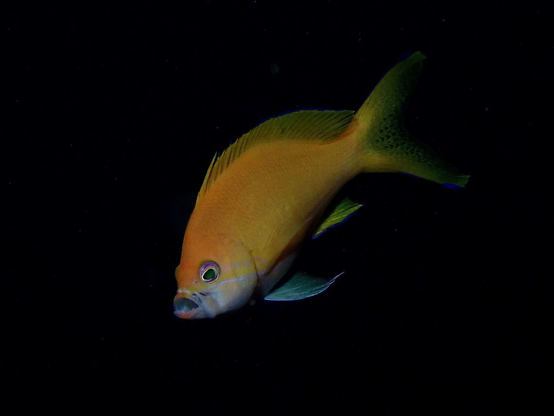 Squarespot Anthia, Female  Anilao,Anthias,Batangas,Fish,Philippinesr,Pseudanthias pleurotaenia,Squarespot anthias