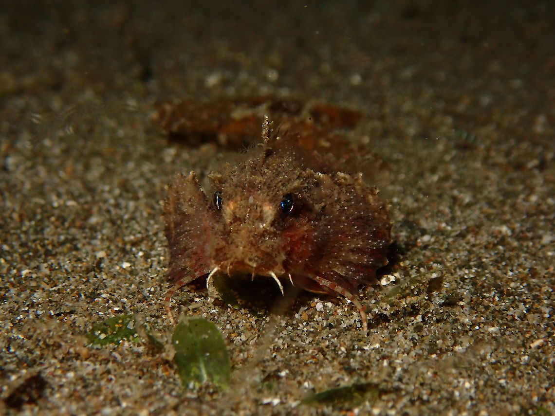Painted Stingfish - Minous pictus This Painted Stingfish - Minous pictus was seen during a night dive where they are likely to be seen and actively hunting.  With the help of our dive torch, which attracts lots of planktons and other tiny stuff, this Stingfish was having a great time feeding.<br />
<br />
The video of it feeding can be seen here :<br />
<br />
<a href="https://www.facebook.com/askkang/videos/vb.793127490/10157751578637491/?type=3" rel="nofollow">https://www.facebook.com/askkang/videos/vb.793127490/10157751578637491/?type=3</a> Anilao,Batangas,Fish,Minous pictus,Painted Stingfish,Philippines,Stingfish