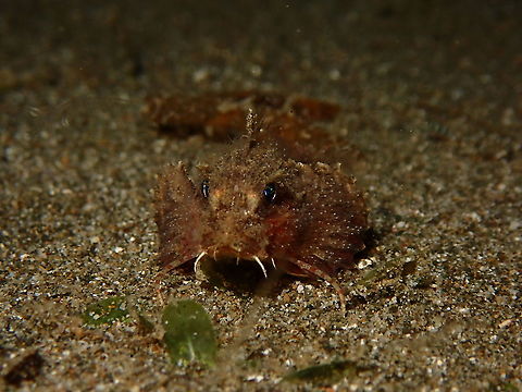 Painted Stingfish - Minous pictus This Painted Stingfish - Minous pictus was seen during a night dive where they are likely to be seen and actively hunting.  With the help of our dive torch, which attracts lots of planktons and other tiny stuff, this Stingfish was having a great time feeding.

The video of it feeding can be seen here :

https://www.facebook.com/askkang/videos/vb.793127490/10157751578637491/?type=3 Anilao,Batangas,Fish,Minous pictus,Painted Stingfish,Philippines,Stingfish