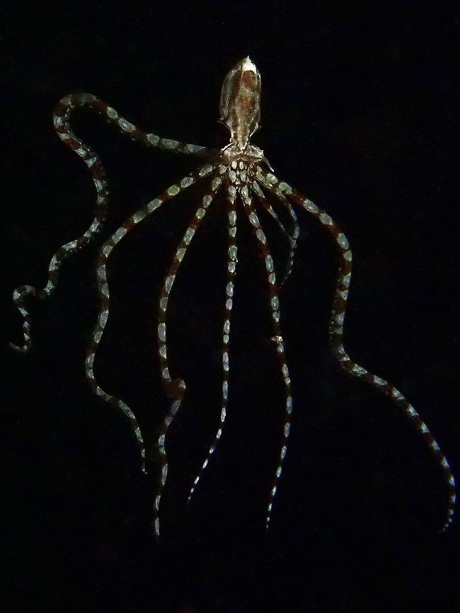 Waving at You! A juvenile Mimic Octopus - Thaumoctopus mimicus seen during a night dive in the water column.  The size of the body is around 2-3 cm, but with very long arms.  From the look of it, despite being a Juvenile, it has lost 2 arms and they are already regrowing, this can be seen from the 2 shorter arms.<br />
<br />
It seems the juveniles of Mimic Octopus hangs out in the water column at night to hunt tiny planktons and crustaceans before settling to the sandy bottoms when they are bigger. Anilao,Batangas,Mimic Octopus,Octopus,Philippines,Thaumoctopus mimicus