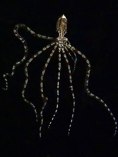 Waving at You! A juvenile Mimic Octopus - Thaumoctopus mimicus seen during a night dive in the water column.  The size of the body is around 2-3 cm, but with very long arms.  From the look of it, despite being a Juvenile, it has lost 2 arms and they are already regrowing, this can be seen from the 2 shorter arms.

It seems the juveniles of Mimic Octopus hangs out in the water column at night to hunt tiny planktons and crustaceans before settling to the sandy bottoms when they are bigger. Anilao,Batangas,Mimic Octopus,Octopus,Philippines,Thaumoctopus mimicus
